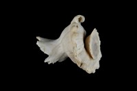 藏品(瑪娃花仙螺)的圖片